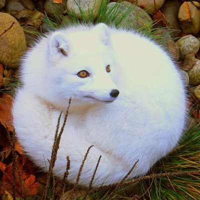 Vantage Point ⨖ 🦊's avatar