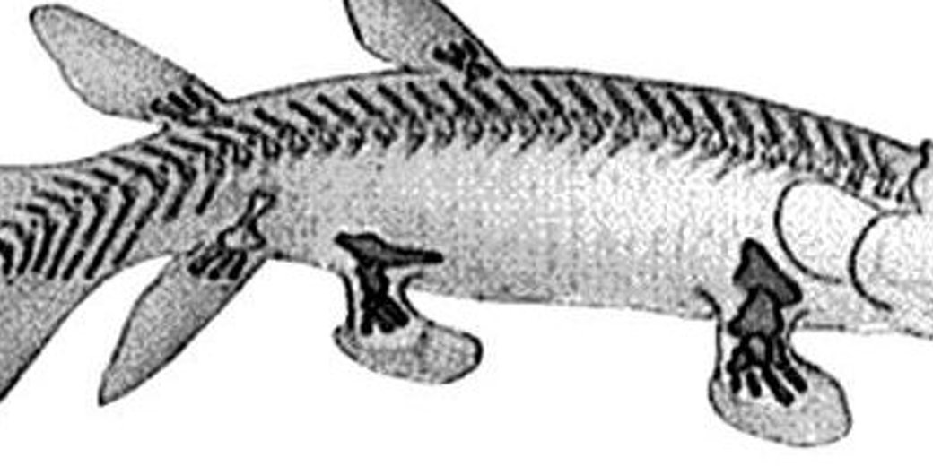 Profile banner